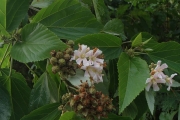 <strong>Melochia odorata - Ramon, Laurence - 126</strong><br />© Ramon, Laurence